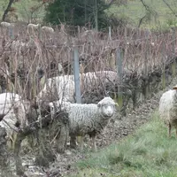 Les brebis pourraient peut-être se développer dans les vignes, comme ici dans le domaine Peylong à Suze. © A. Tournier