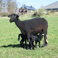Vigoureux à la naissance, les agneaux noirs suivent leur mère rapidement. © D.Hardy