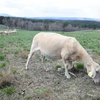 Les Blanches du Massif central pâturent les landes caillouteuses des plateaux lozériens.  © D. Hardy