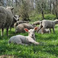 L’objectif est de se rapprocher du coût de cinq euros par agneau pour connaitre le père d’un agneau. © Ciirpo
