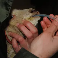 L’agneau creux, mais ni froid ni déshydraté, sera sauvé par une bonne prise de colostrum, si nécessaire administré avec une sonde. © Ciirpo