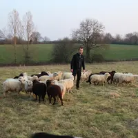 Vincent Cerclier réparti ses brebis en deux troupeaux : un destiné à la viande et l'autre à l'éco-pâturage. © DR
