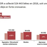 En 2016, Unicor a collecté 524 000 ovins auprès de ses 835 apporteurs,(1)(1) soit une augmentation de 12 % par rapport à 2015, exercice déjà en forte