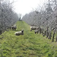 Les races utilisées sont surtout des rustiques, comme ici le Shropshire, qui ne touche pas aux jeunes pousses ni à l’écorce des arbres s’il dispose d’