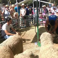 La tonte des brebis a attiré un public d'éleveurs et de curieux. © M. Villard