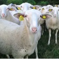 Les brebis limousines valorisent bien les milieux hydromorphes et le pâturage hivernal. © DR