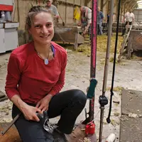 Adèle Lemercier tond en moyenne 15 à 25 brebis à l’heure. Le corps à corps ne dure que quelques minutes. © M. Carre