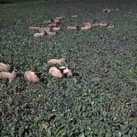 Les gras des agneaux ne présentent pas plus de défaut de couleur que ceux finis en bergerie. © Ciirpo
