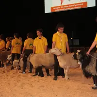 Les races ovines françaises ont ouvert la présentation internationale le mercredi 4. © B. Morel