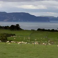 Le troupeau ovin laitier de Waikino Station compte presque 3 000 brebis croisées Frisonne et Coopworth qui ont été inséminées en avril 2017 avec de la