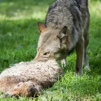 Bien que peu fréquentes dans le parc national des Cévennes, les attaques de loup causent toujours un choc à l'éleveur. © N. Wollentin - Fotolia