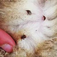 b - Mélophages[Mettre les photos 1 à 5 ensemble avec une même légendes : En dehors de la gale, d'autres causes peuvent provoquer des démangeaisons. ]