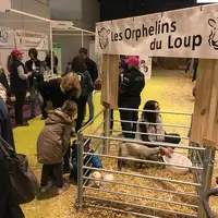 La présence d’agneaux orphelins du loup était l’occasion d’aborder la problématique de la prédation avec le grand public. © C. Vaillant