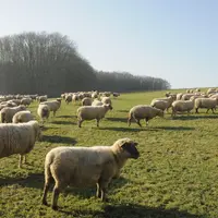 Moutons dans pâture © A. Villette