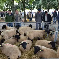 Plus de 40 000 emplois sont imputables à l'élevage ovin. Ces emplois non délocalisables participent au maintien du tissu rural dans toute la France. ©