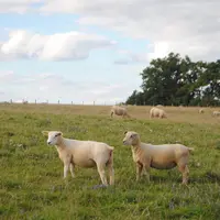 Si l’herbe est à privilégier, il faut être vigilant sur le parasitisme en privilégiant les parcelles saines : semis, repousses derrière fauche… © Ciir