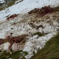 Malgré la fin des estives, le nombre de victimes du loup continue d'augmenter. © L. Bourgeois