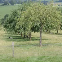 Le grillage à moutons est très répandu pour sa longue durée de vie et son caractère infranchissable. © L. Geffroy