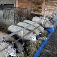 Les bidons contenaient initialement du propylène glycol, non dangereux pour les animaux ou pour l’environnement. © A. Jouniaux