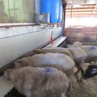 Les brebis raffolent du petit-lait, réservé aux meilleures laitières, à la ferme Ekiola. © A. Dazet