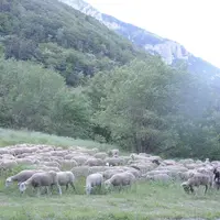 La filière veut intégrer les coûts de production dans la contractualisation entre les éleveurs et leur premier acheteur. © A. Villette