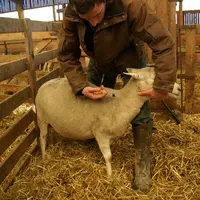 L'éleveur est désormais décisionnaire de la vaccination de ses animaux. © D. Hardy