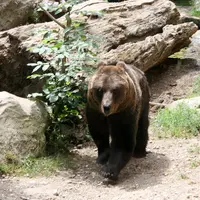 La quarantaine d’ours présents dans les Pyrénées ont tué ou blessé 230 animaux en 2016 et 690 en 2017, dont 209 brebis mortes dans le dérochement du M