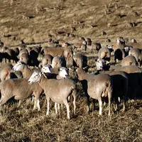 Le mélange ray-grass et trèfle donne de bons résultats de GMQ mais une qualité de carcasse moyenne. Cette ration est la plus économique parmi les quat