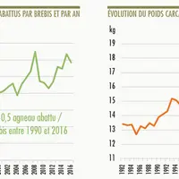 Une hausse conjointe de la productivité numérique et des poids de carcasse. © GEB - Institut de l'Élevage d'après nZ Statistics