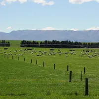 Les vaches laitières (ici à l'arrière-plan) ont pris le dessus sur les moutons dans l’île du Sud, grâce au développement de l’irrigation. © J. Baudoin