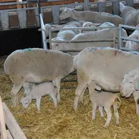 L'odeur d'un agneau nouveau-né active le comportement maternel de la brebis, qu'il s'agisse de sa progéniture ou non. © L. Geoffroy