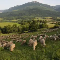 Les besoins en pâturage ne sont plus les mêmes lorsqu'on décale les mises bas. © L. Geoffroy