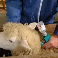 L'éleveur peut vacciner lui-même ses animaux à moins qu'il n'ait besoin de certificat à fournir ultérieurement (export ou échanges intracommunautaires