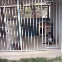 Chaque box doit être individuel et la séparation entre deux boxes, pleine et opaque pour éviter toute dispute entre les chiens. © J.-M. Jolly