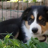 Le chiot ne doit pas être peureux, mais équilibré, curieux et joueur. Il ne faut pas hésiter à le manipuler. © J.-M. Joly