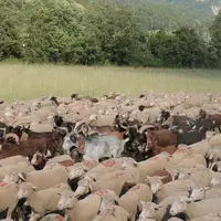 Moutons et chèvres ont été modifiés par la domestication. © A. Villette