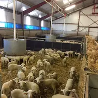 Dans les bergeries d’Ovi PC, les agneaux sont regroupés en loges de 150 à 200 animaux. L’engraissement dure environ deux mois et demi. L’étalement des