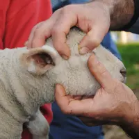 Les médecines complémentaires aident l’animal à mieux résister aux agressions extérieures. © Ciirpo