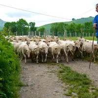 Pour influer significativement sur les taux, il faut une maîtrise de la conduite d’élevage et de l’alimentation. Le travail génétique entamé par le sc