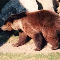 Le plantigrade ne peut pas cohabiter avec l'homme et ses animaux domestiques. © J.-C. Le Jaouen