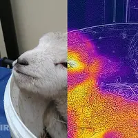Le S61 permet la surveillance en temps réel de la température corporelle de l'agneau. © FLIR