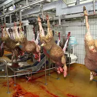 Ecoovi devient actionnaire majoritaire de l’abattoir de Le Vigeant dans la Vienne. © D. Hardy