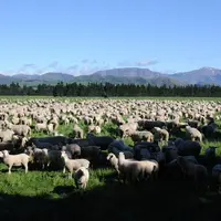 Une exploitation néo-zélandaise type compte 3 200 brebis qui vont rester au pâturage toute l'année. © J. Baudoin