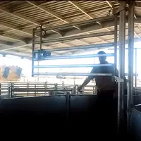 La barrière amovible se relève pour passer derrière les animaux.  © DR