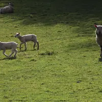 Les agneaux élevés à l'herbe sont plus vigoureux et développent mieux leurs muscles qu'en bergerie. © B. Morel
