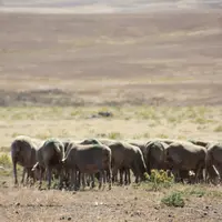 Les moutons espagnols se sont orientés de préférence dans un axe Nord-Est/Sud-Ouest en l'absence de vent ou de soleil. © V. Bellet