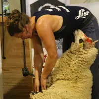 En enlevant la laine, les tondeurs participent aux bien-être des animaux. © Phoebus Communication