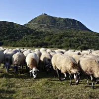 En limitant la broussaille, l'élevage ovin participe à l’esthétique des paysages. © OS ROM Sélection