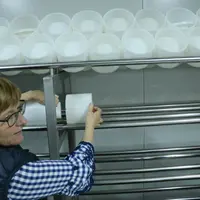 En les emboîtant les uns derrière les autres, les fromagers optimisent le pressage des fromages. © B. Morel