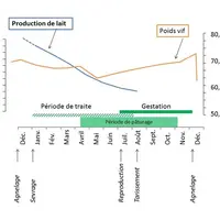 Poids vif et production laitière fluctuent au cours de l'année. © Source : P. Hassoun, Inra Feeding System for Ruminants